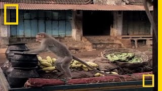 Drunk Monkeys  National Geographic [upl. by Etyam]