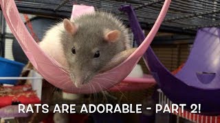 Rats are ADORABLE  Cute Rats Compilation Part 2 [upl. by Atidnan]