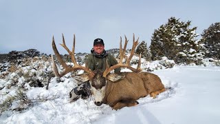 Colorado Giant Mule Deer [upl. by Ollayos]