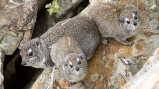 The eerier call of the Rock Hyrax Dassie [upl. by Aihsrop456]