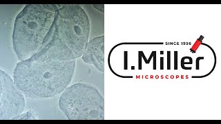 How To Use A Phase Contrast Microscope [upl. by Yhtir541]