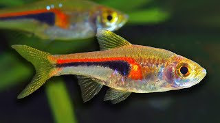 Top 10 Aquarium Fish For Beginners [upl. by Anerhs474]