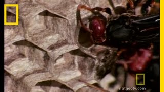 Paper Wasp  National Geographic [upl. by Esme]