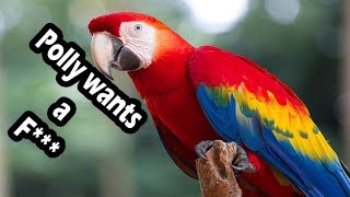 Top 10 swearing parrots swearing birds [upl. by Wootten983]