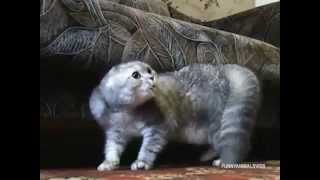 Angry and evil cats  Compilation 2013 [upl. by Egwin]