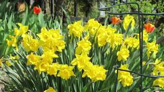 How to Divide and Replant Daffodils [upl. by Benedetto]