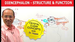 Diencephalon  Structure amp Function  Neuroanatomy [upl. by Eikceb472]