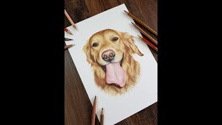 Colour Pencil Drawing  Golden Retriever Dog Drawing Pet Portrait [upl. by Laram]