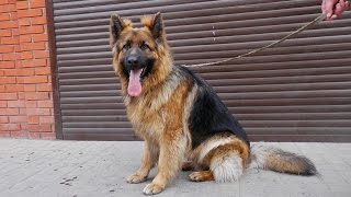 ДЛИННОШЕРСТНАЯ НЕМЕЦКАЯ ОВЧАРКА Smart male long haired German ShepherdОдесса [upl. by Euqilegna25]