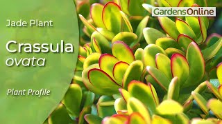 Crassula ovata  how to grow and propagate [upl. by Anuahsal]