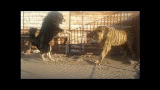 When dogs come face to face with wild animals [upl. by Oelc]