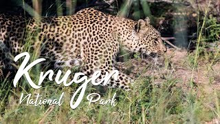 Kruger National Park  Documentary [upl. by Nahtanha66]