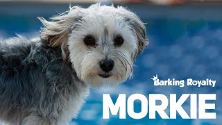 Morkie  The Ultimate Guide to Maltese and Yorkie Crossbreed [upl. by Dryden973]