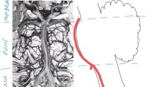 The vertebrobasilar system [upl. by Ahsiekam]