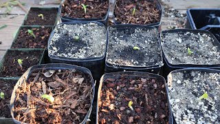 Germinate the difficult leucospermum from seed protea  the easy way  with a surprise ending [upl. by Kinch]