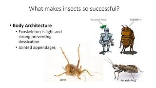 Introduction to Entomology [upl. by Abbye]