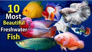 10 Most Beautiful Freshwater Fish for Aquarium [upl. by Stephens]