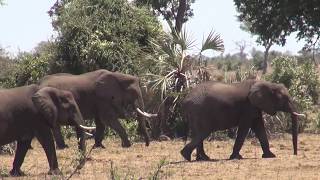 South Africa  Kruger National Park  2017 [upl. by Cadal]