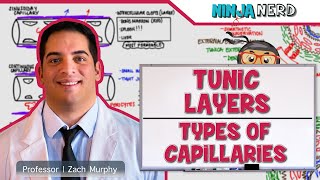 Cardiovascular  Tunic Layers amp Types of Capillaries [upl. by Narol591]