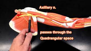 Nerves of the Upper Extremity [upl. by Nyltyak813]