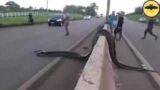 5 Titanoboas Caught on Camera and Spotted in Real Life [upl. by Anjali507]