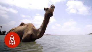 India’s Swimming Camels [upl. by Airad725]