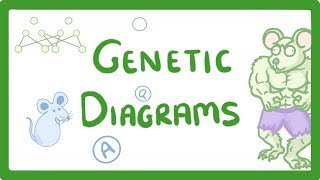 GCSE Biology  Genetic Diagrams 73 [upl. by Ymmik]