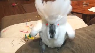 Super Vocal Birds  Funny Bird Video Compilation 2020 [upl. by Kittie676]