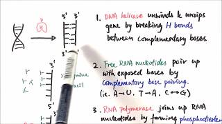 AS Biology  Transcription OCR A Chapter 310 [upl. by Chil930]