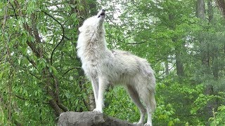 What 30 Wolves Howling Sounds Like [upl. by Theurer]