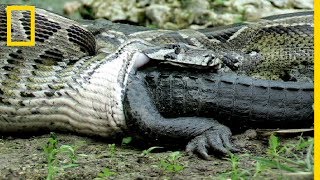 Rare  Ce python avale un alligator vivant [upl. by Archibaldo]