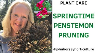 HOW TO PRUNE PENSTEMON IN SPRING  BEST WAY TO PRUNE PENSTEMON [upl. by Nedyrb47]