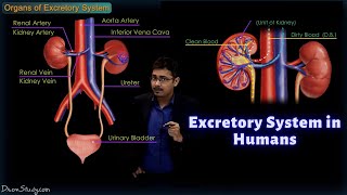 Excretory System in Humans  CBSE Class 10 Science Biology  Toppr Study [upl. by Atalanti204]