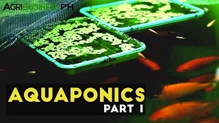 Aquaponics Part 1  Aquaponics in the Philippines  Agribusiness Philippines [upl. by Yenittirb]