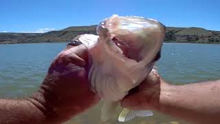 Walleye Fishing Bighorn Lake Wyoming [upl. by Nirrej355]