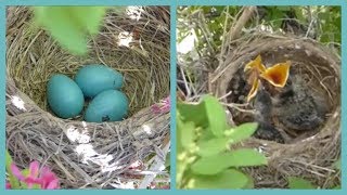 Baby Birds Hatching To Leaving The Nest In 5 Minutes [upl. by Kym232]