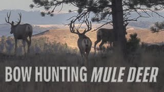 Bow Hunting Big Bucks  Public land Mule Deer Hunt Eastmans’ [upl. by Tyra322]