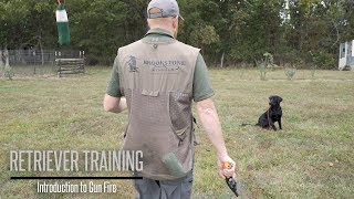 Introduce Your Labrador to Gunfire  Hunting Dog Training [upl. by Josy734]