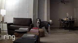 Service Dog Obeys Mom’s Instructions Over Ring Cam  RingTV [upl. by Itin417]