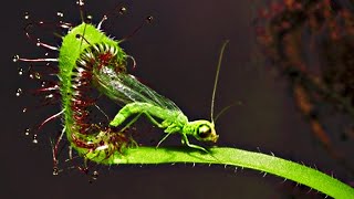 Top 20 Carnivorous Plants That Eat Animals [upl. by Singhal]