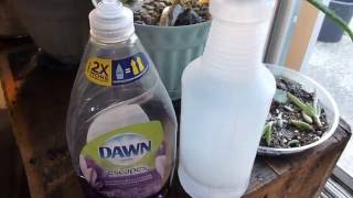 Killing Stink Bugs With Dawn Dish Soap And Water [upl. by Charla377]