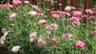 How to plant up Argyranthemum Daisy Crazy plants from Mr Fothergills [upl. by Albin]