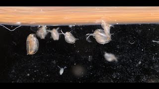 Culturing DaphniaTuesday Tip [upl. by Sandell]