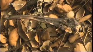 Documentaire animalier Les fourmis 2014 [upl. by Graner]