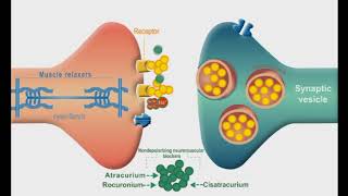 Autonomic Nervous system animation Neuromuscular Junction Blockers [upl. by Teryn]