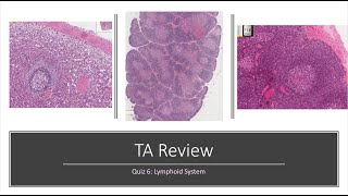 Histology Basics TA Review Lymphoid System [upl. by Yllas]