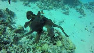 octopus versus tiger snake eel  Red Sea  Egypt  hurghada [upl. by Assiron665]