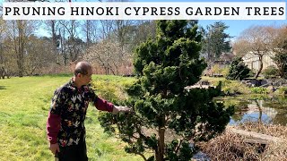 Pruning Hinoki Cypress Garden Trees [upl. by Nudd]