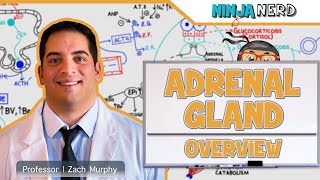 Endocrinology  Adrenal Gland Overview [upl. by Harry]