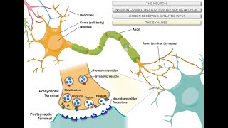 Intro to Neuroscience [upl. by Negiam594]